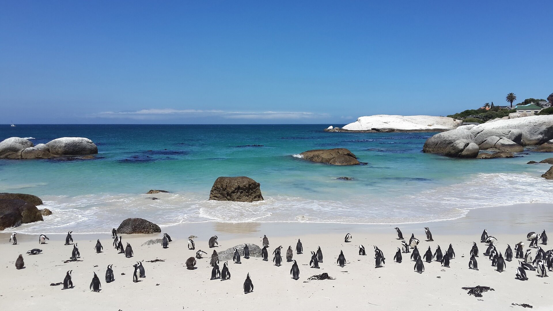 Simons Town Penguins